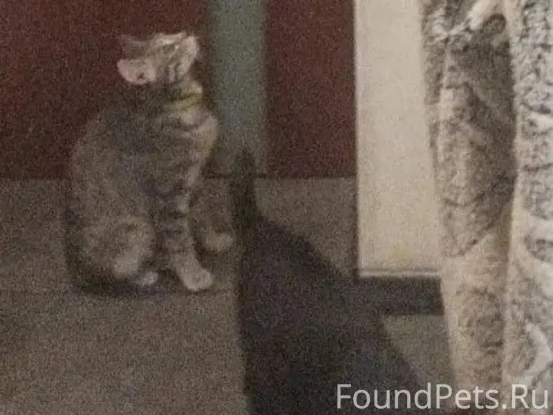Пропала кошка, район швейной фабрики
