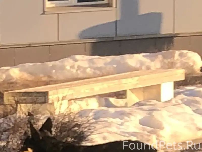 Пропала собака, Владимир