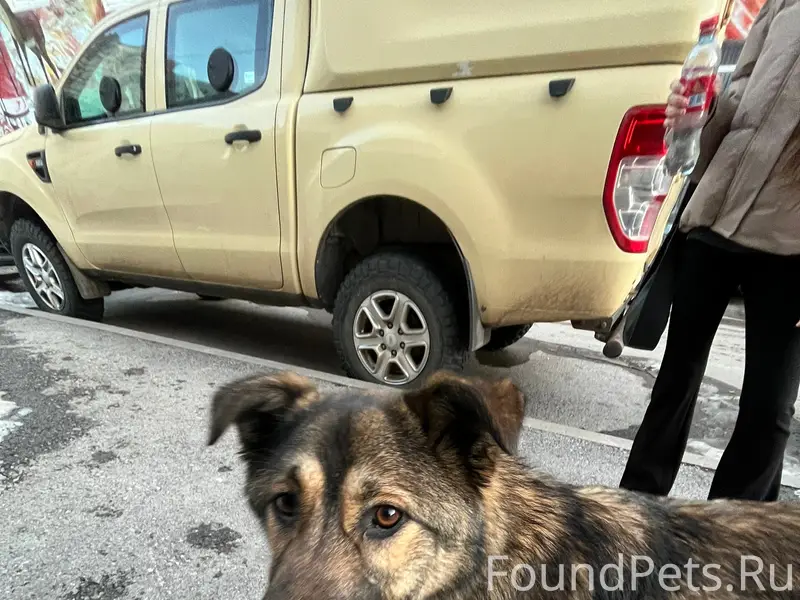 Найден метис, Уфа, центр