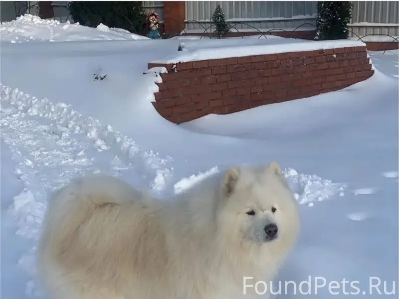 Пропала собака Чаби, село Андреевское