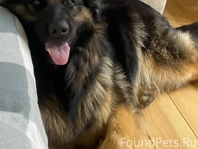 Пропала немецкая овчарка, Южный посёлок, Чебоксары