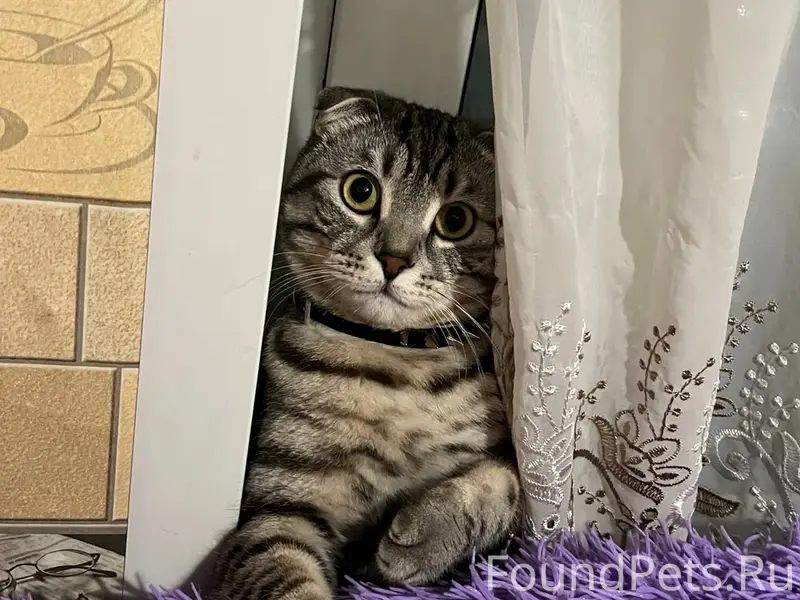 Пропал кот Сёма, Мерцалиха