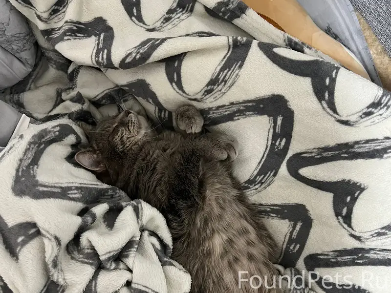 Пропал кот Мартин