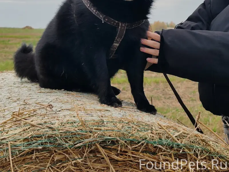 Пропал пёс Дин