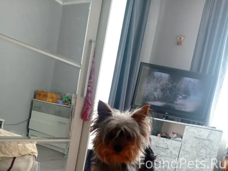 Пропала собака йоркский терьер, Зеленополье