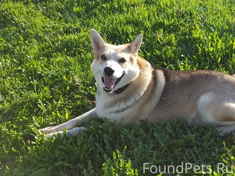 Пропал пёс лайка, деревня Ильинское, Череповец