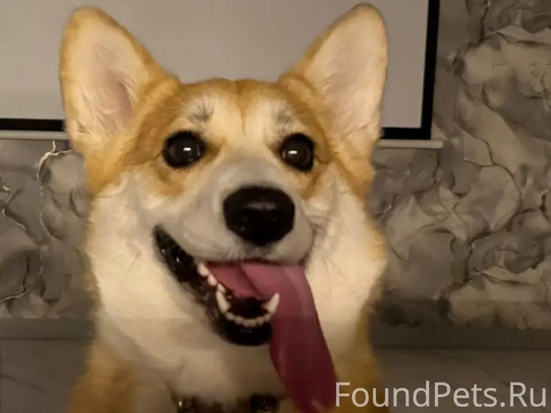 Пропала корги, Столбище