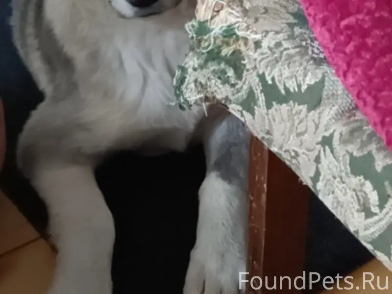 Пропала собака Герда, с. Баево