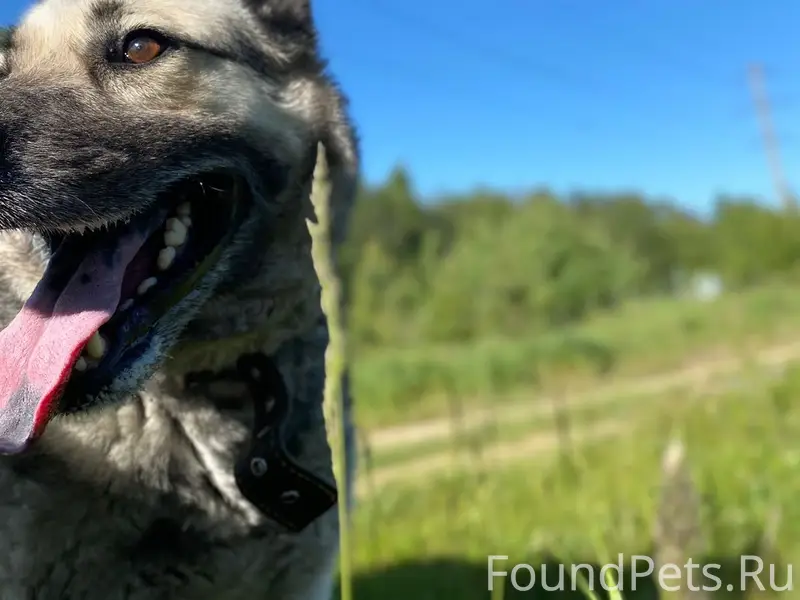 Пропала собака, район улицы Советской