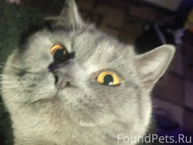 Пропал кот, улица Суркова