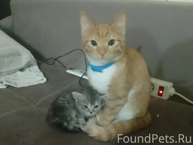 Пропала рыжая кошка Мурка