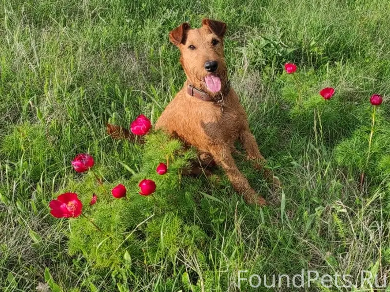 Пропал ирландский терьер, Симферополь, улица Луговая