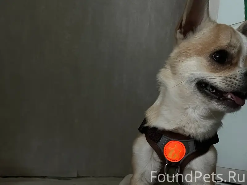 Пропала собака Тима, пос. Осипенко