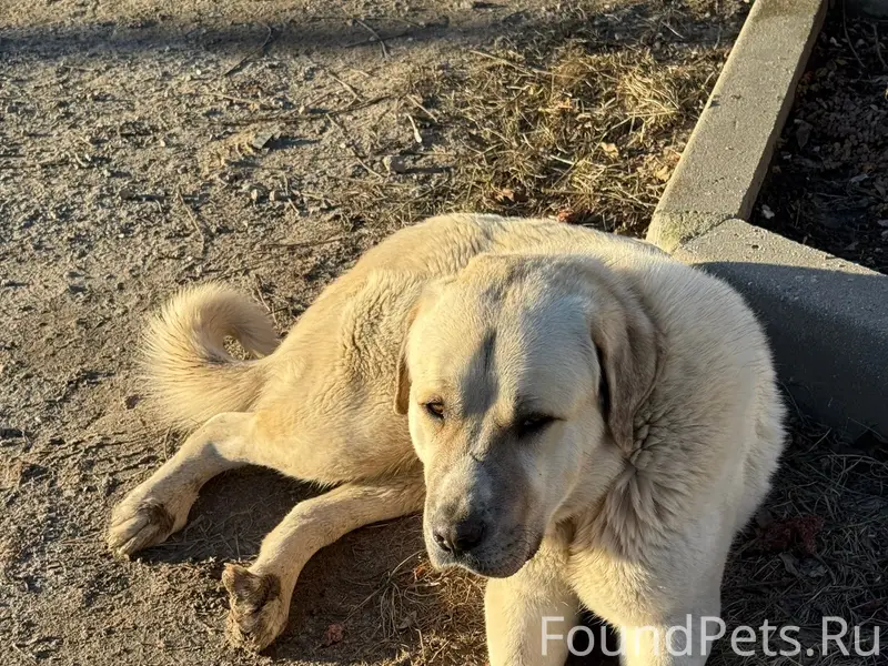 Найден мальчик в ошейнике, Сормово