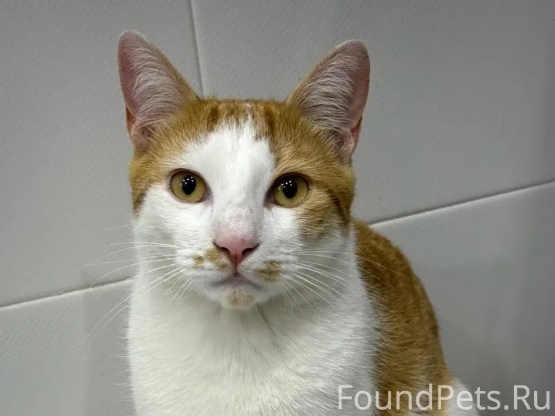 Пропал кот Марсик, Адлерский район