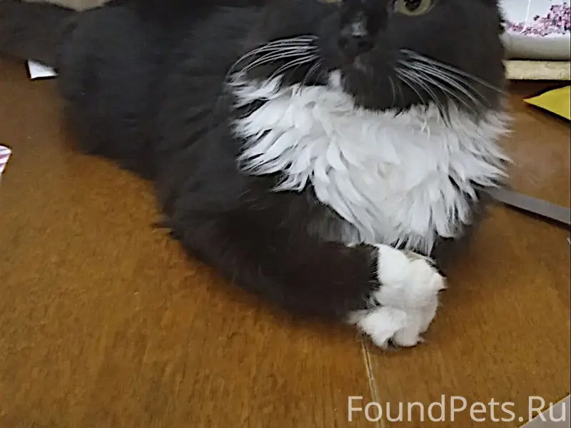 Пропала беспородная кошка Тася, Зеленоград