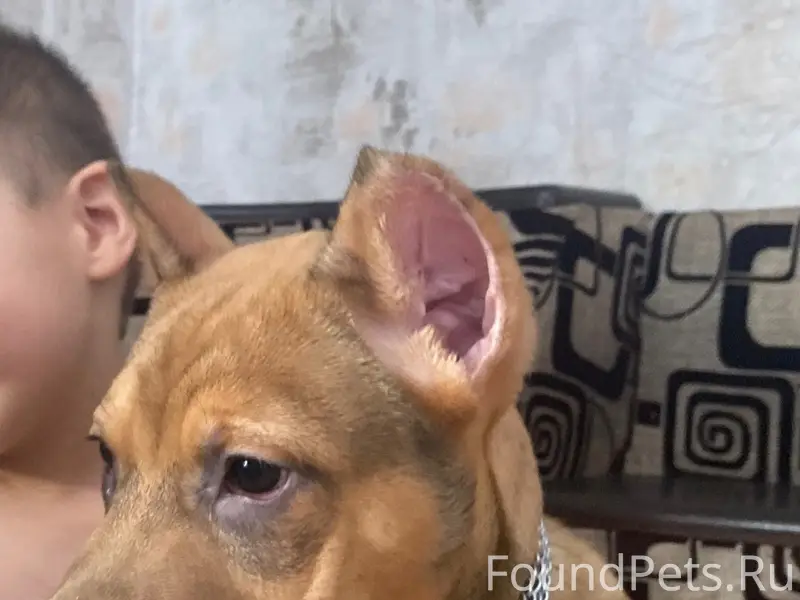 Пропал щенок, улица Колхозная 16