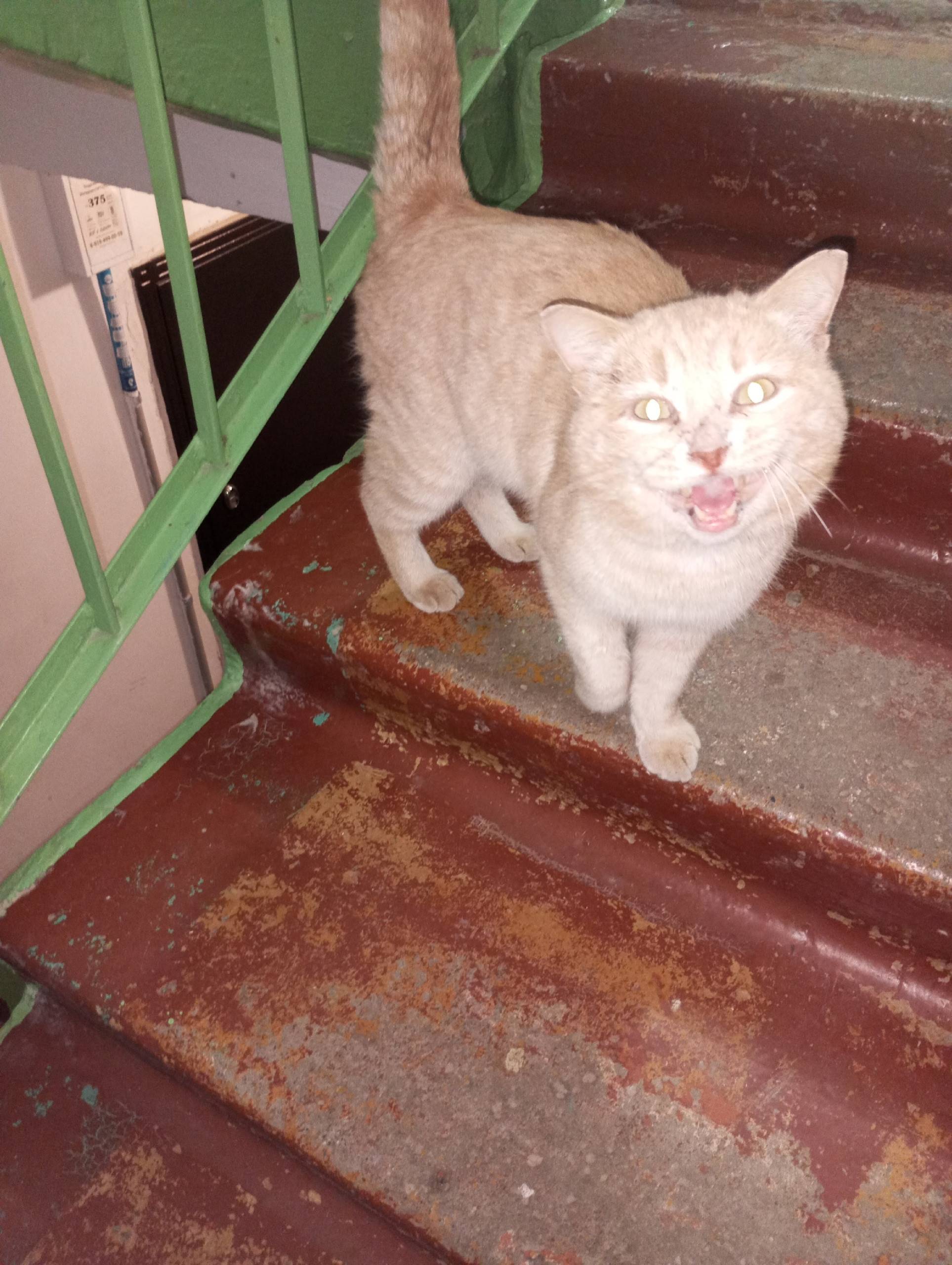 Найден рыжий кот, Комсомольский