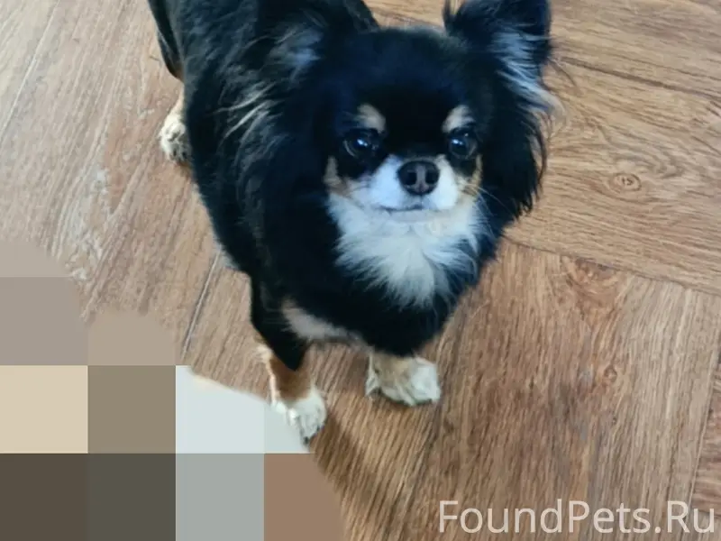 Пропала чихуахуа, Подольск, ул. Комсомольская