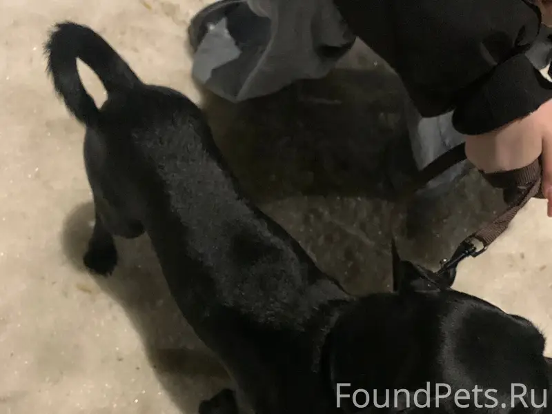 Найденна собака, найдена в районе Мальцевского тракта, Шадринск