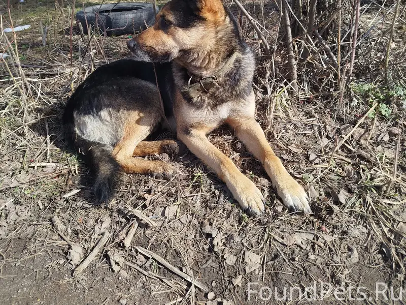 Пропала собака, Иваново, улица Шубиных