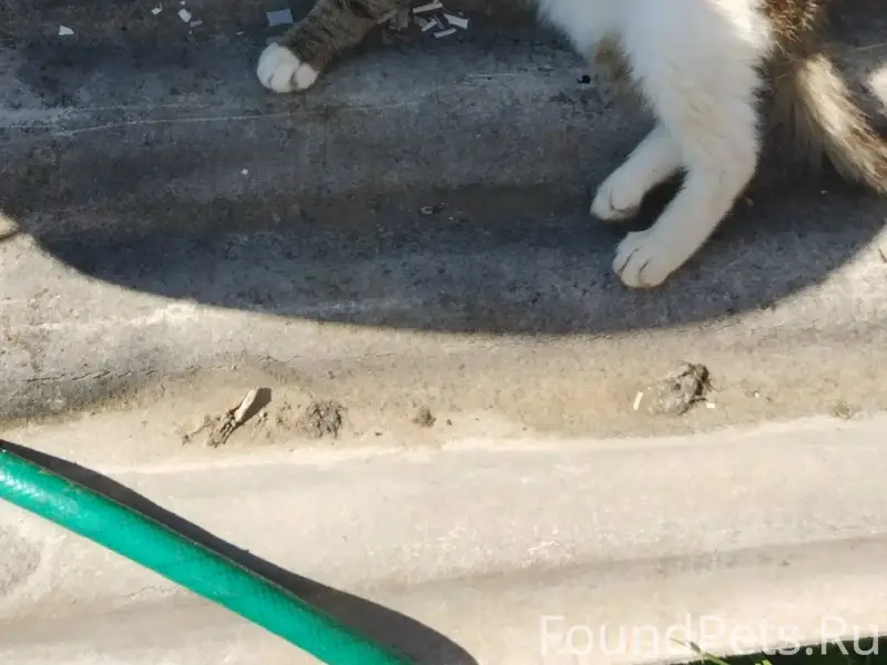 Пропали коты, улица Свободы