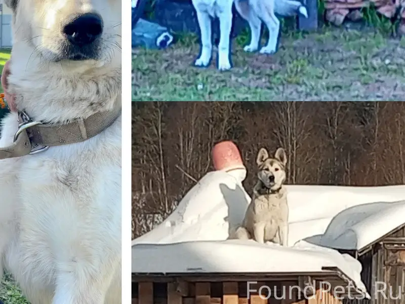 Пропала собака, Харовск