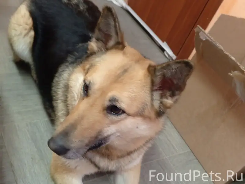 Пропала собака, рыжий окрас, Ломоносова