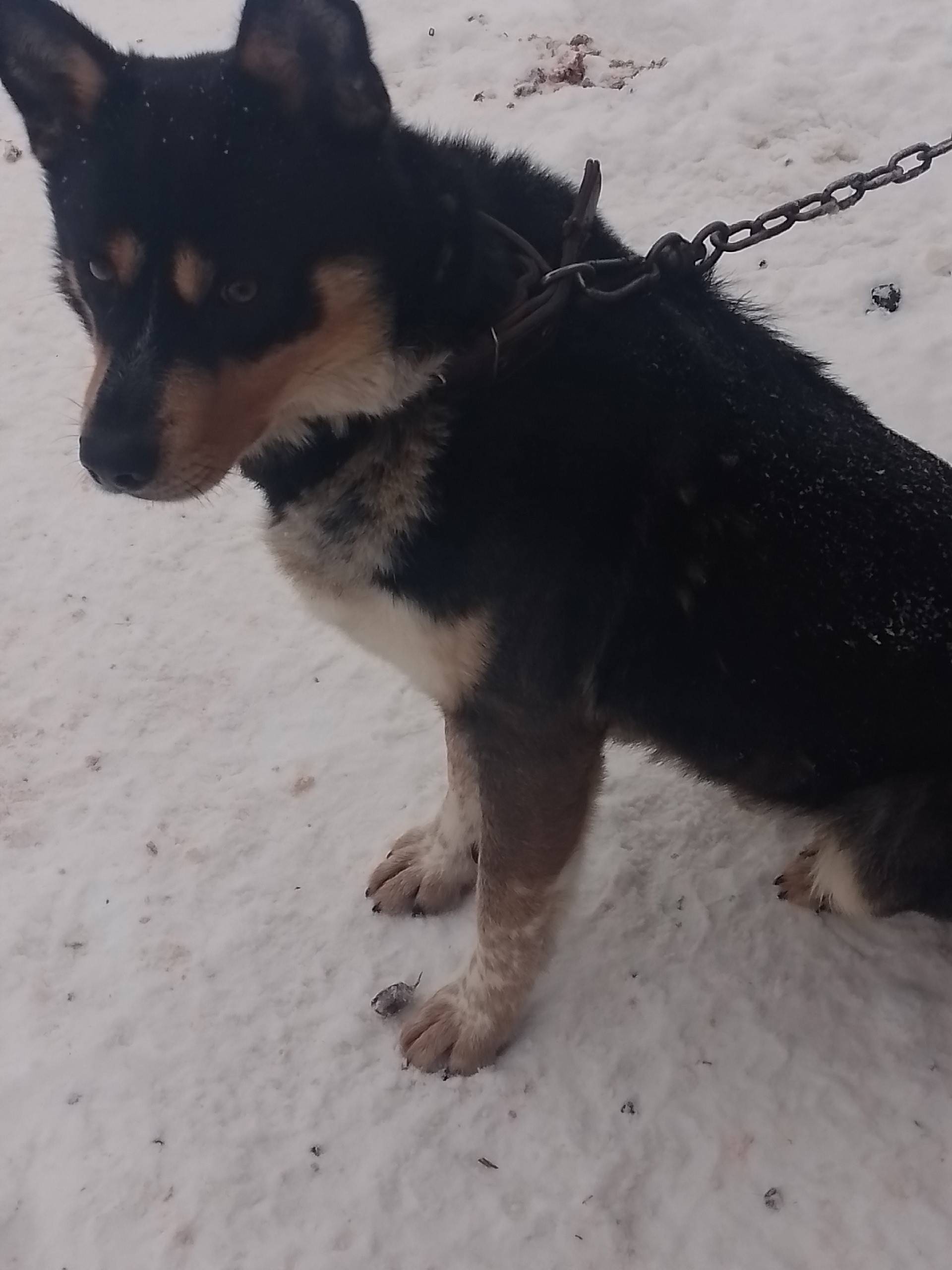 Пропал Бим, район центр