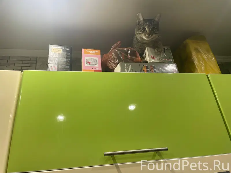 Пропал кот, Мстихино, Калуга