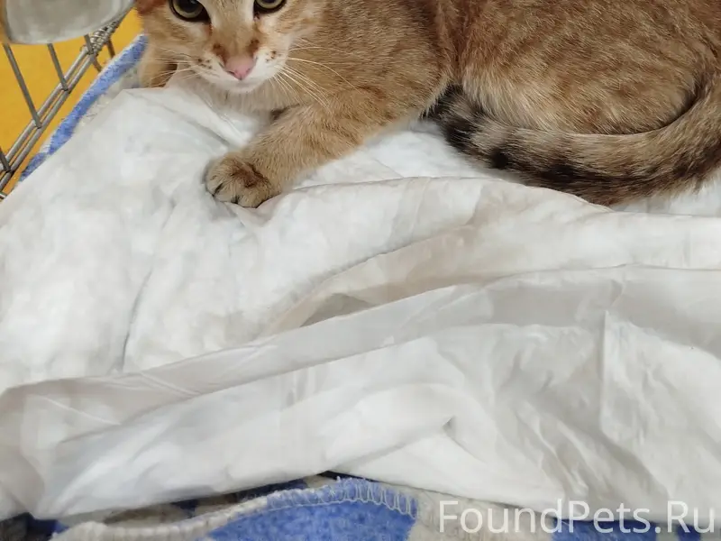 Найден кот, Апатиты, ул. Ферсмана