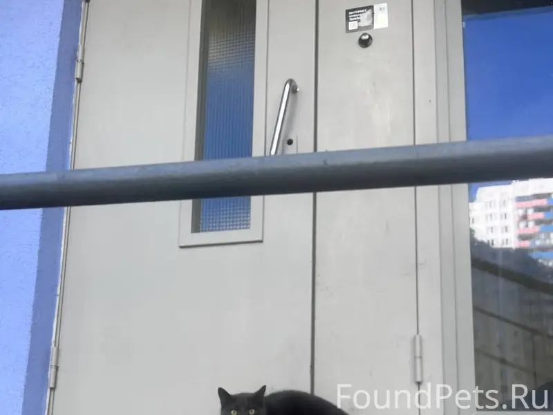 Найден кот, Мурино, Петровский б-р