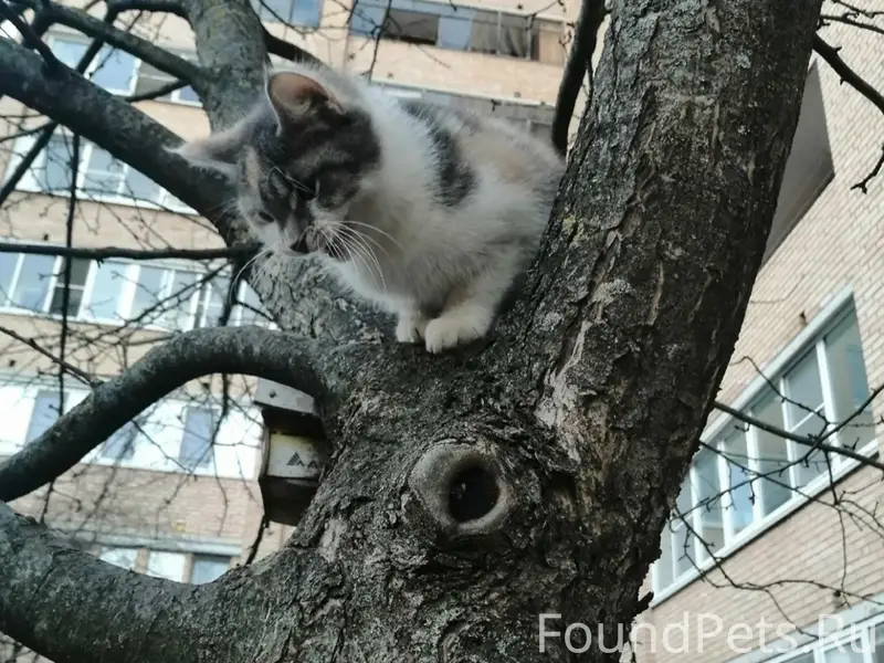 Найдена контактная кошка, нуждается в доме
