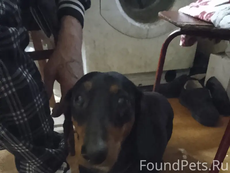 Найден тип собака, около Пятёрочки