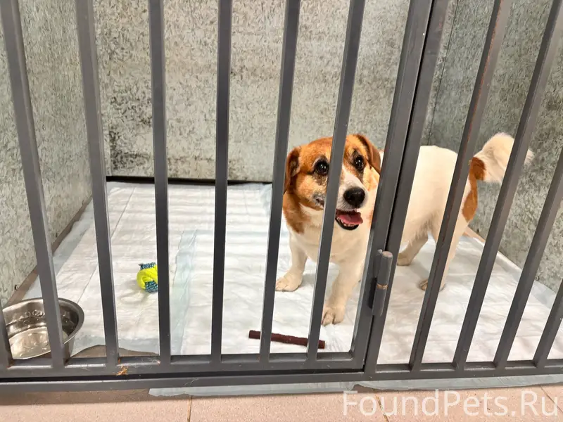 Найден Джек Рассел, Воронеж, Центральный район