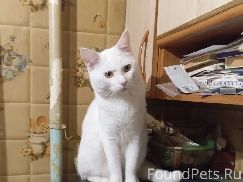 Пропал кот, ул. Энтузиастов