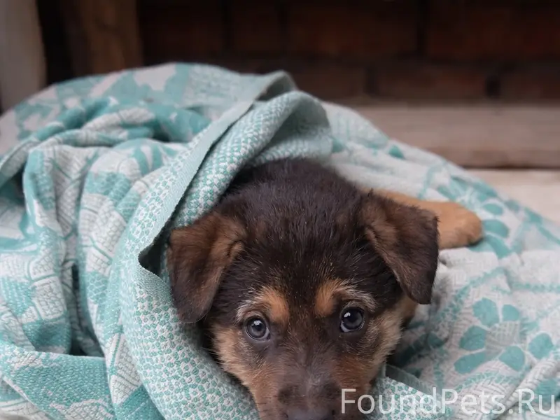 Найден щенок, Ленинский район