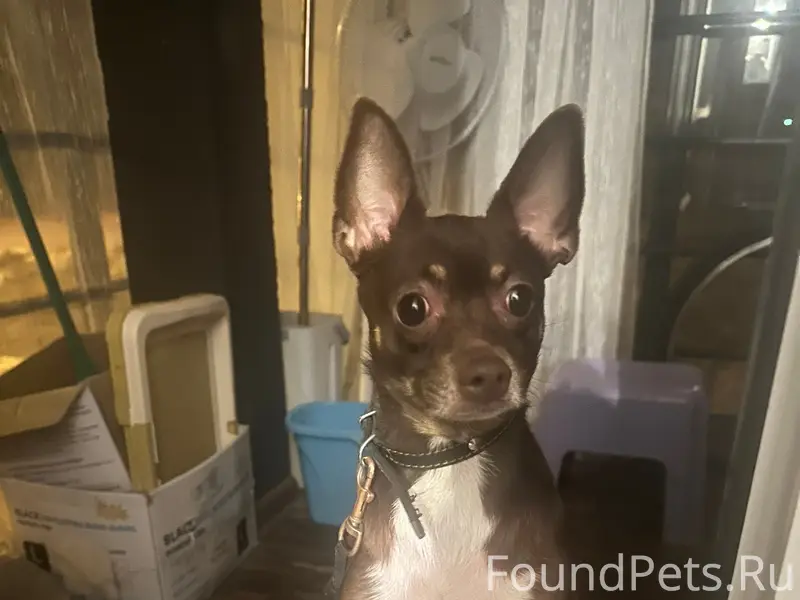 Найден мальчик-собака, улица Чистая