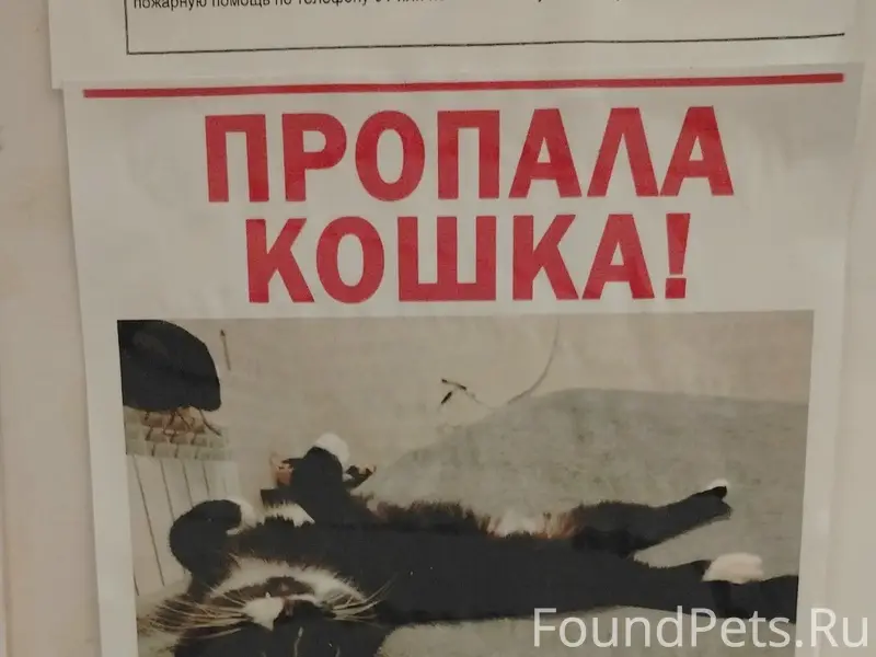 Пропала кошка, 50 лет влксм 4