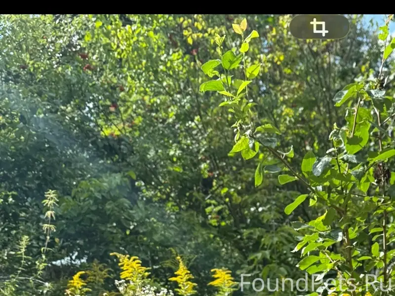 Пропала кошка, улица Николая Руднева