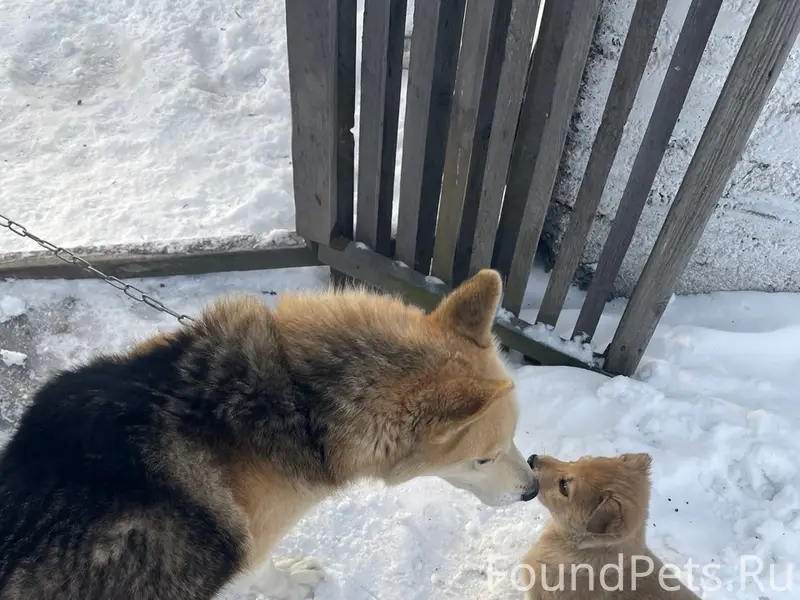 Пропала собака, район автовокзала