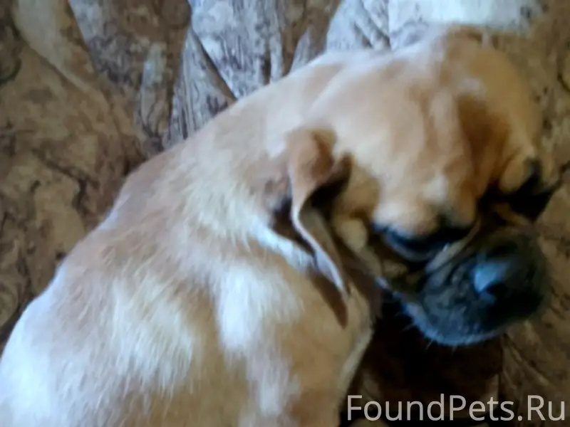 Пропала маленькая рыжая собачка, Коломна