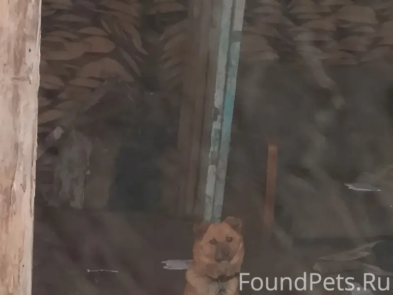 Пропала собака, улица Ленина