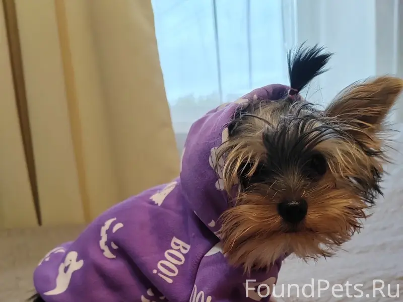 Пропала собака Йорк, Полоцк