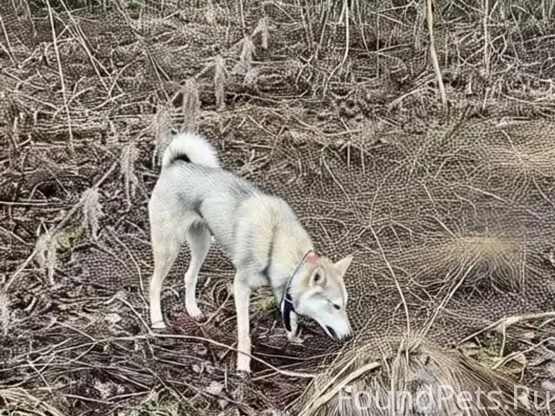 Пропала лайка, Новый посёлок, Краснокамск