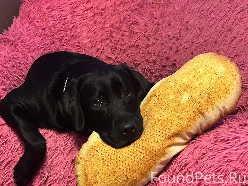 Пропал лабрадор Ричард, Ленинский район