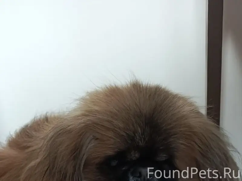 Найден пекинес, Сибирская долина, Барнаул