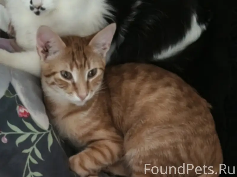 Пропал кот, свяжитесь по номеру +79517041830