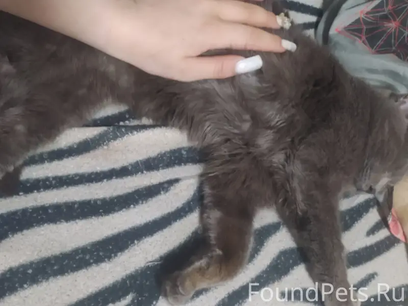 Пропал кот Тимоша, улица Привокзальная