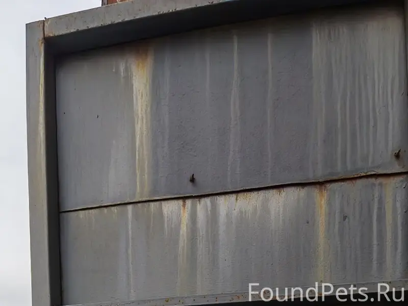 Пропала кошка с гетерохромией, район Даоли